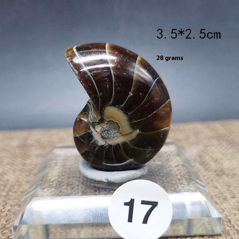 Natural Ammonite Fossil Specimen — Display Ornament