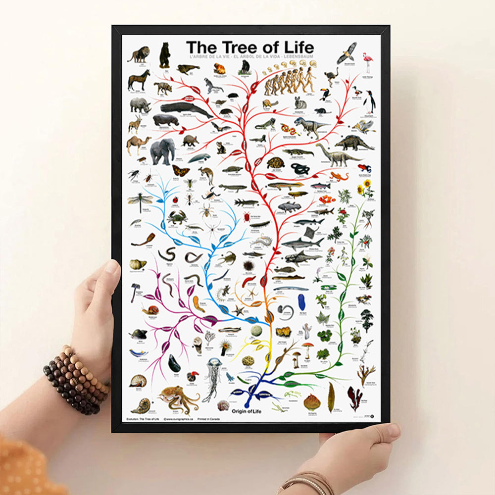 Evolution Tree Of Life Poster Educational Biology Science Chart