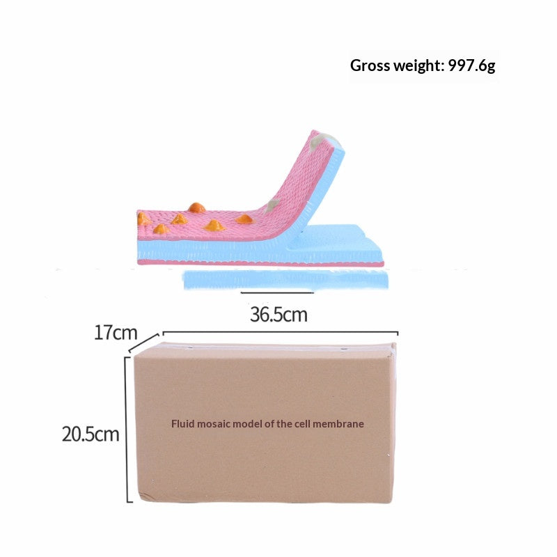 Cell Membrane Fluid Mosaic Model — Biology Teaching Aid