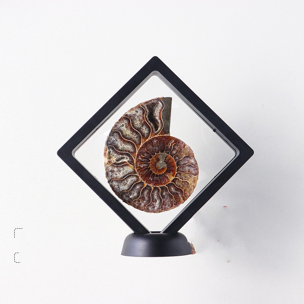 Natural Jade Transported Conch Fossils