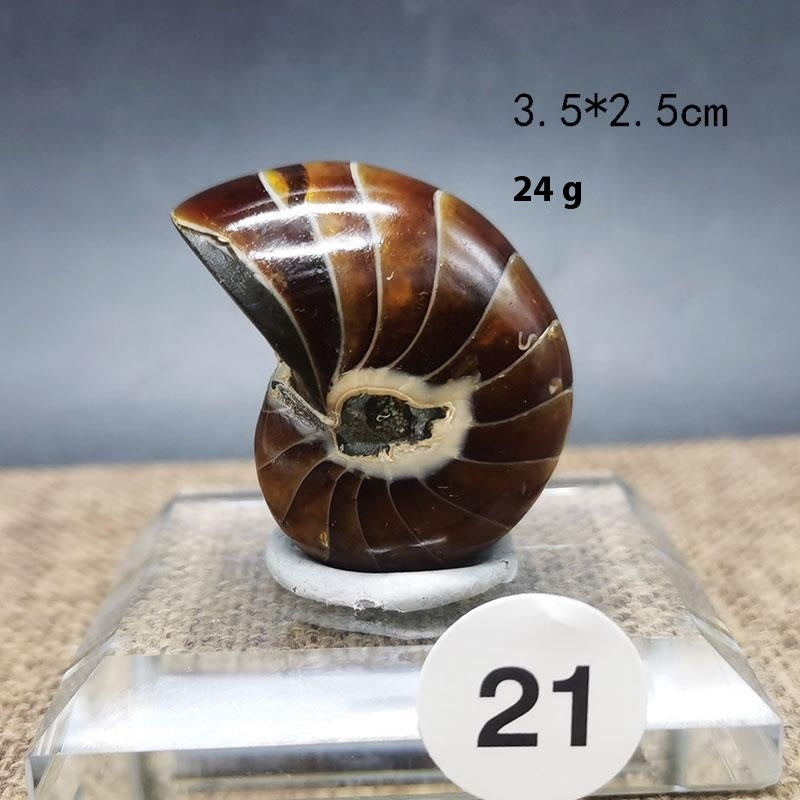 Natural Ammonite Fossil Specimen — Display Ornament