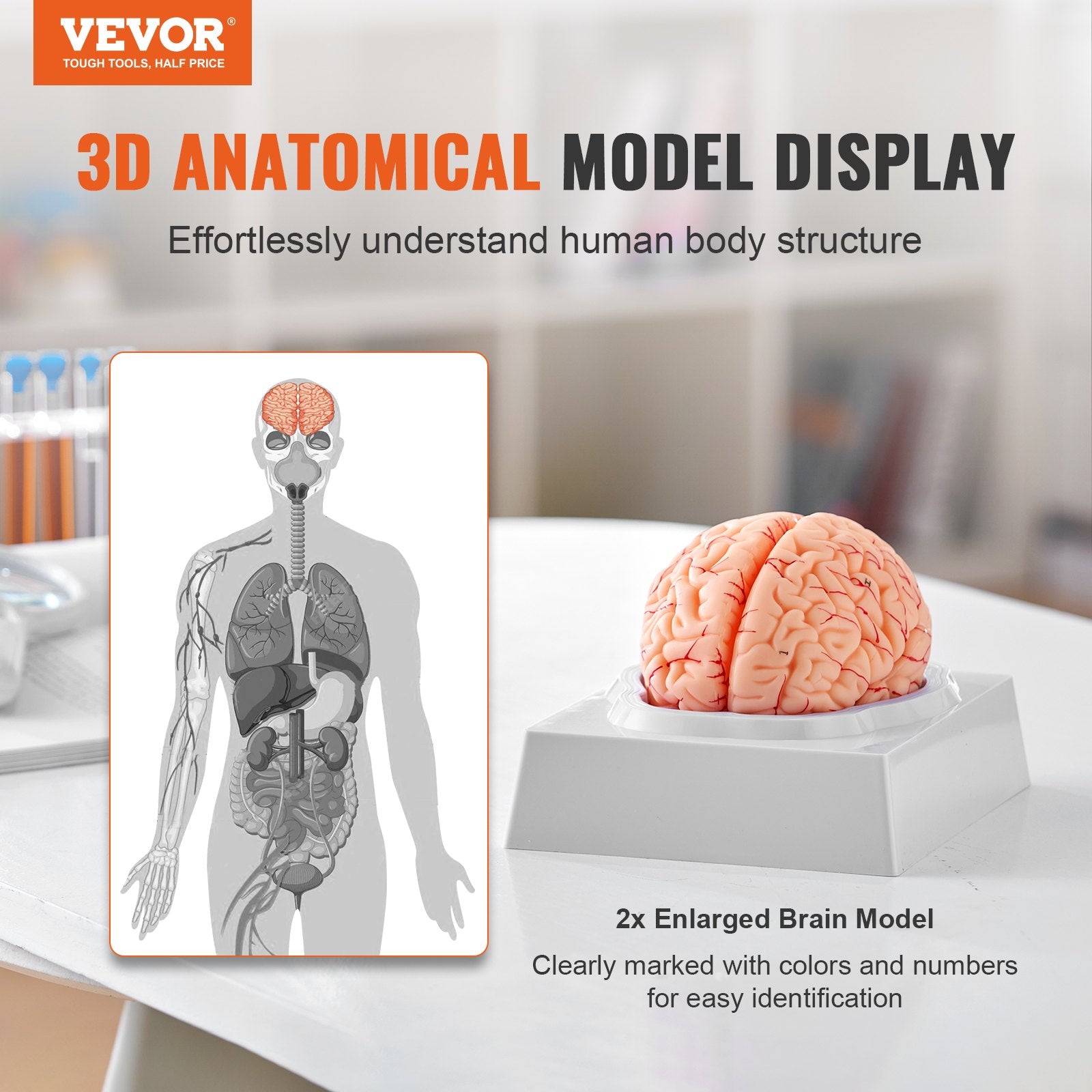 Human Brain Model Anatomy 9-Part