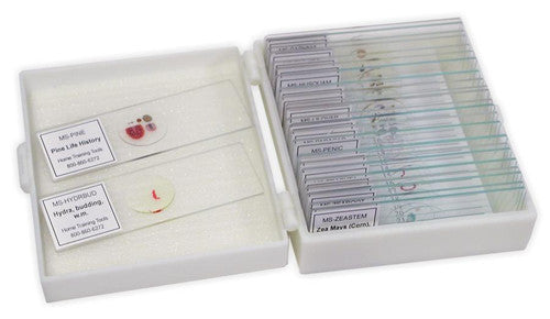 Molecular Model Kit — Organic and Inorganic Chemistry Set