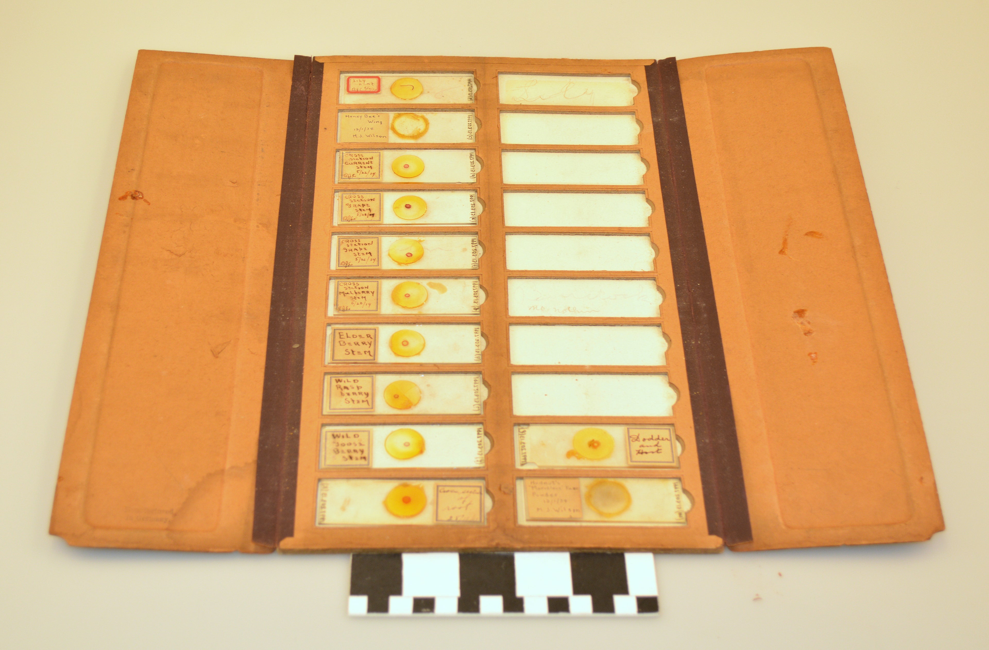 Prepared Microscope Slide Set — 12 biological specimens including plant cells, animal tissue, and microorganisms | Golden Physics Project Science Shop