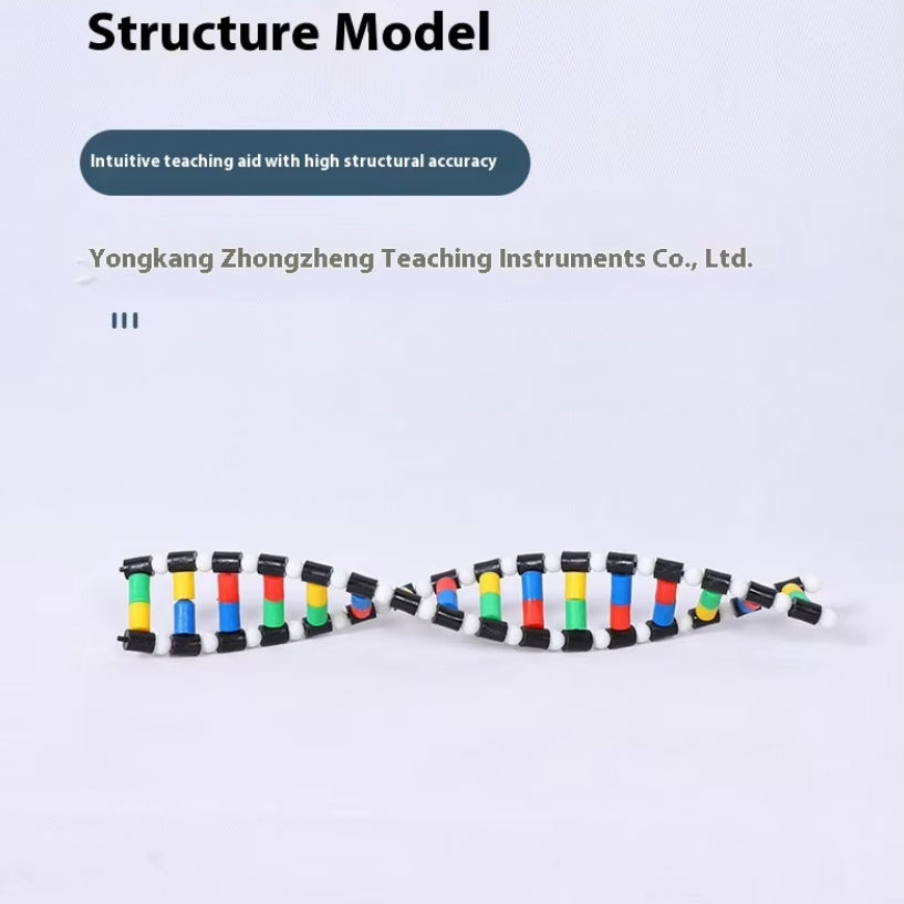 DNA Double Helix Model Biology Teaching Aid