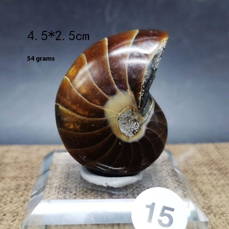 Natural Ammonite Fossil Specimen — Display Ornament