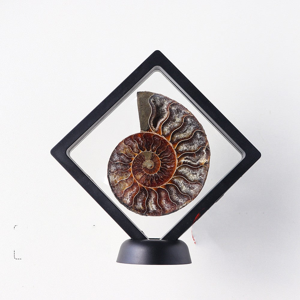 Natural Jade Transported Conch Fossils