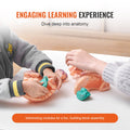 Human Brain Model Anatomy 9-Part