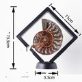 Natural Jade Transported Conch Fossils