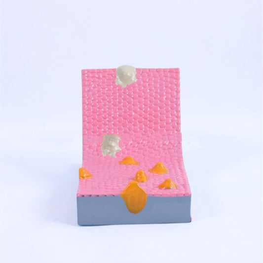 Cell Membrane Fluid Mosaic Model — Biology Teaching Aid