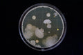 Biological specimen in petri dish for examination