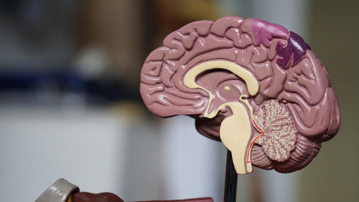 Detailed anatomical model of human brain showing cortex and internal structures