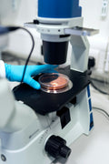 Lab technician placing petri dish under research microscope with blue lighting