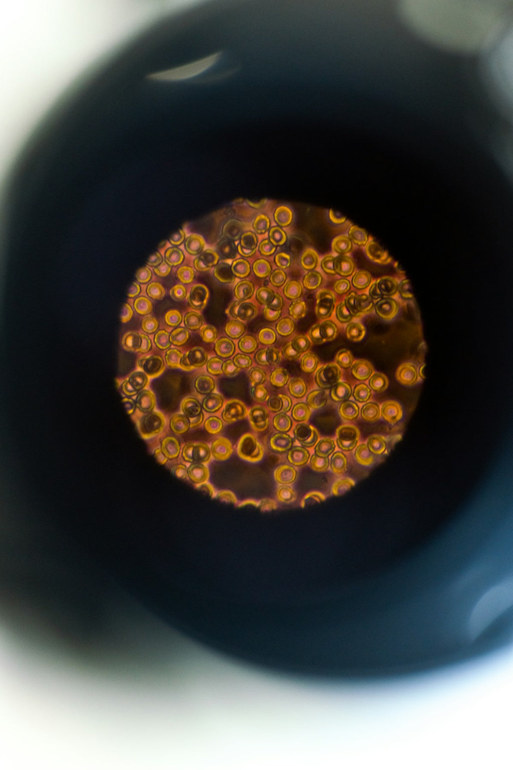 Microscope view of biological cells through eyepiece